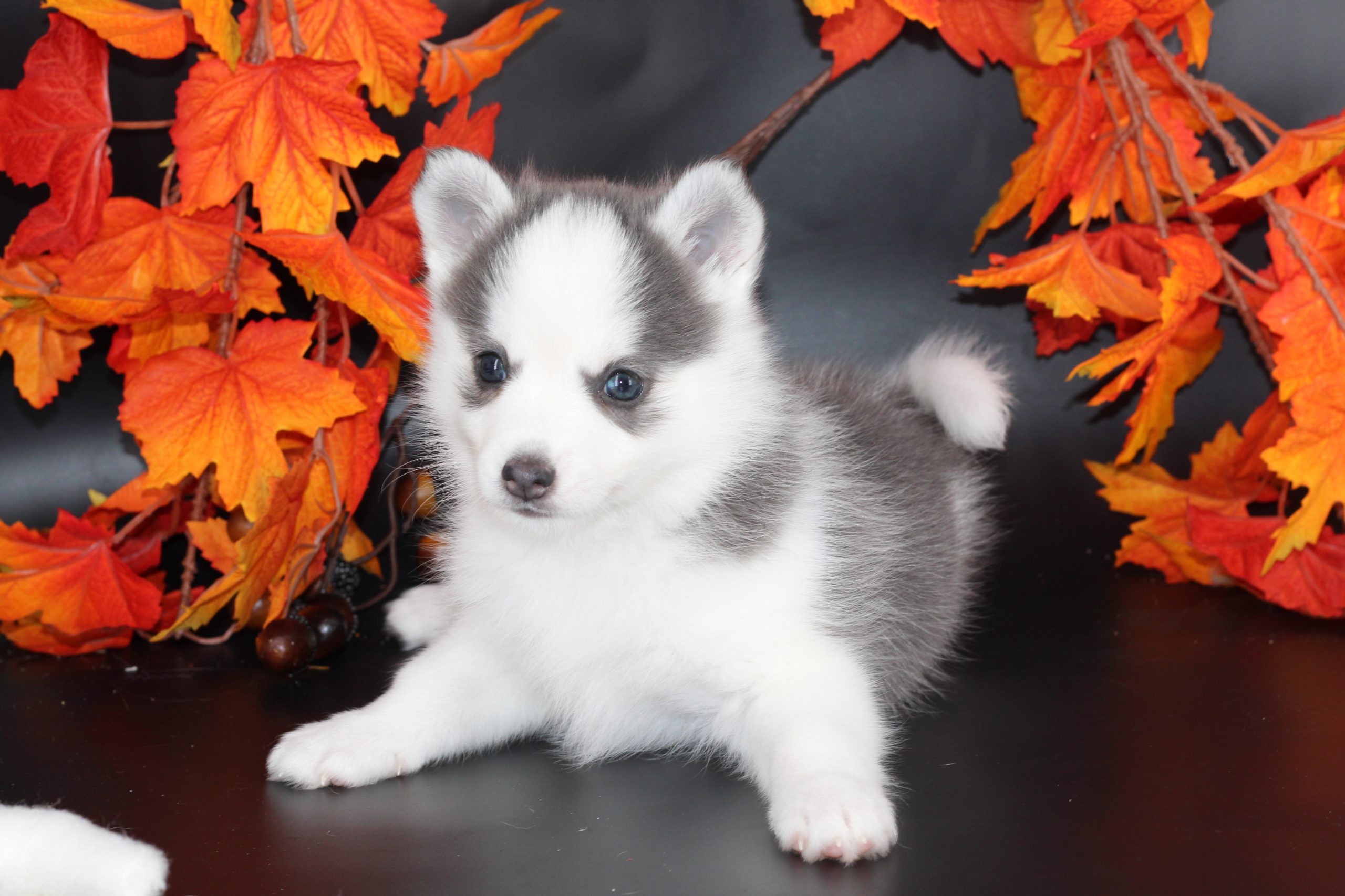Élevage pomsky