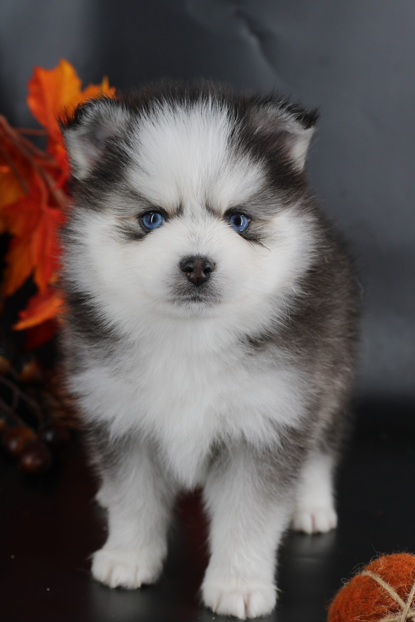 Élevage pomsky