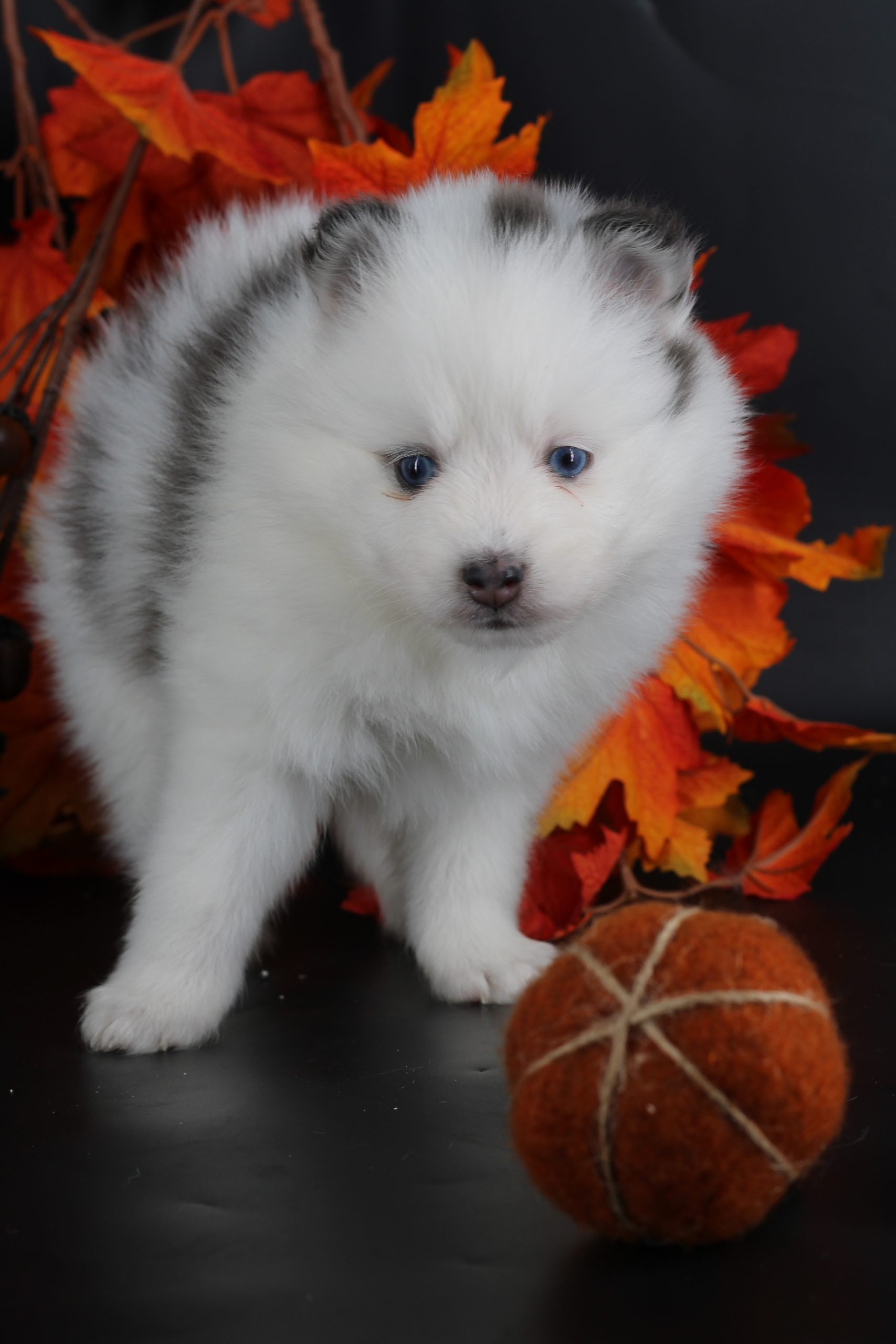 Élevage pomsky 