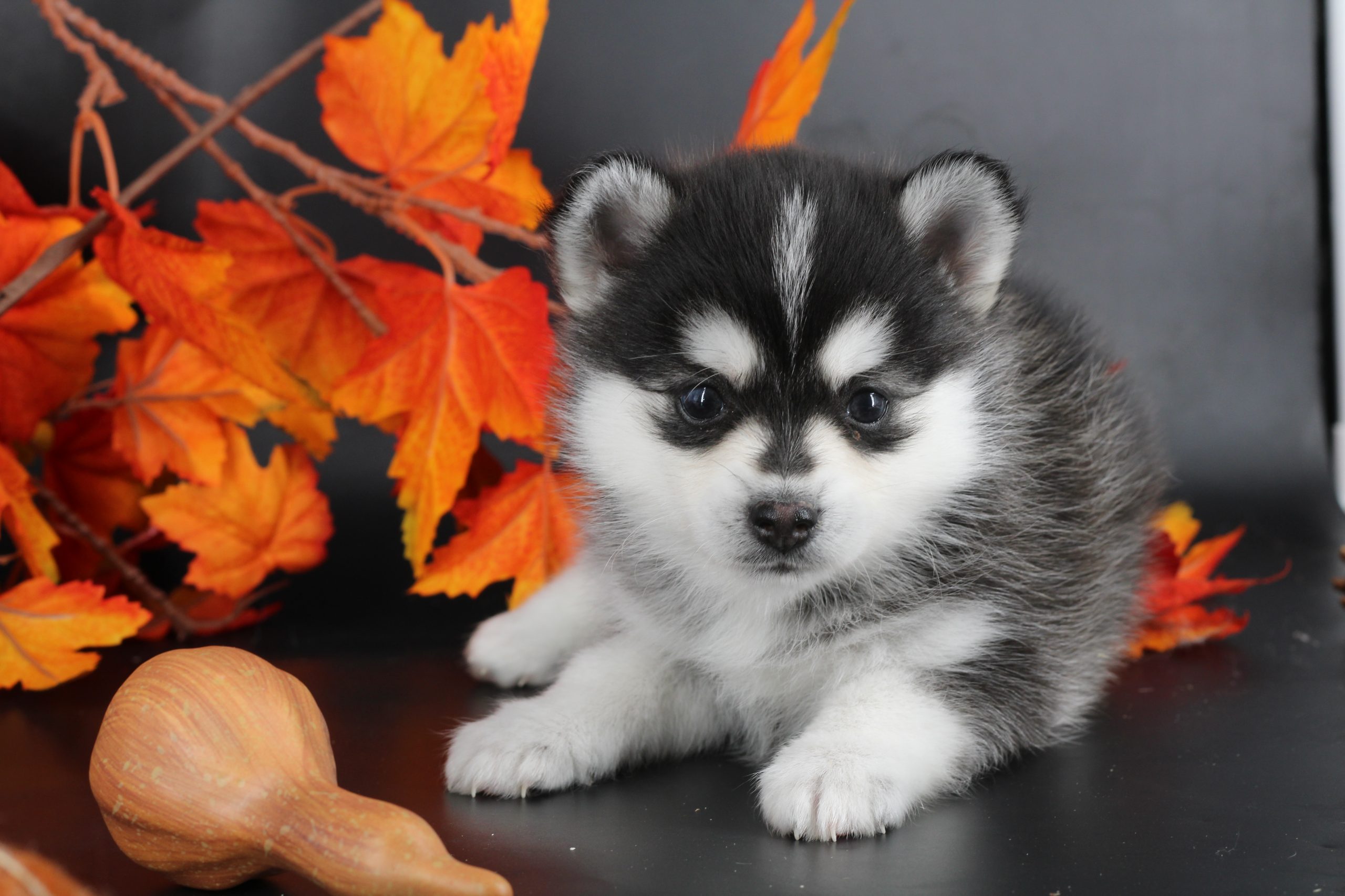 Élevage pomsky
