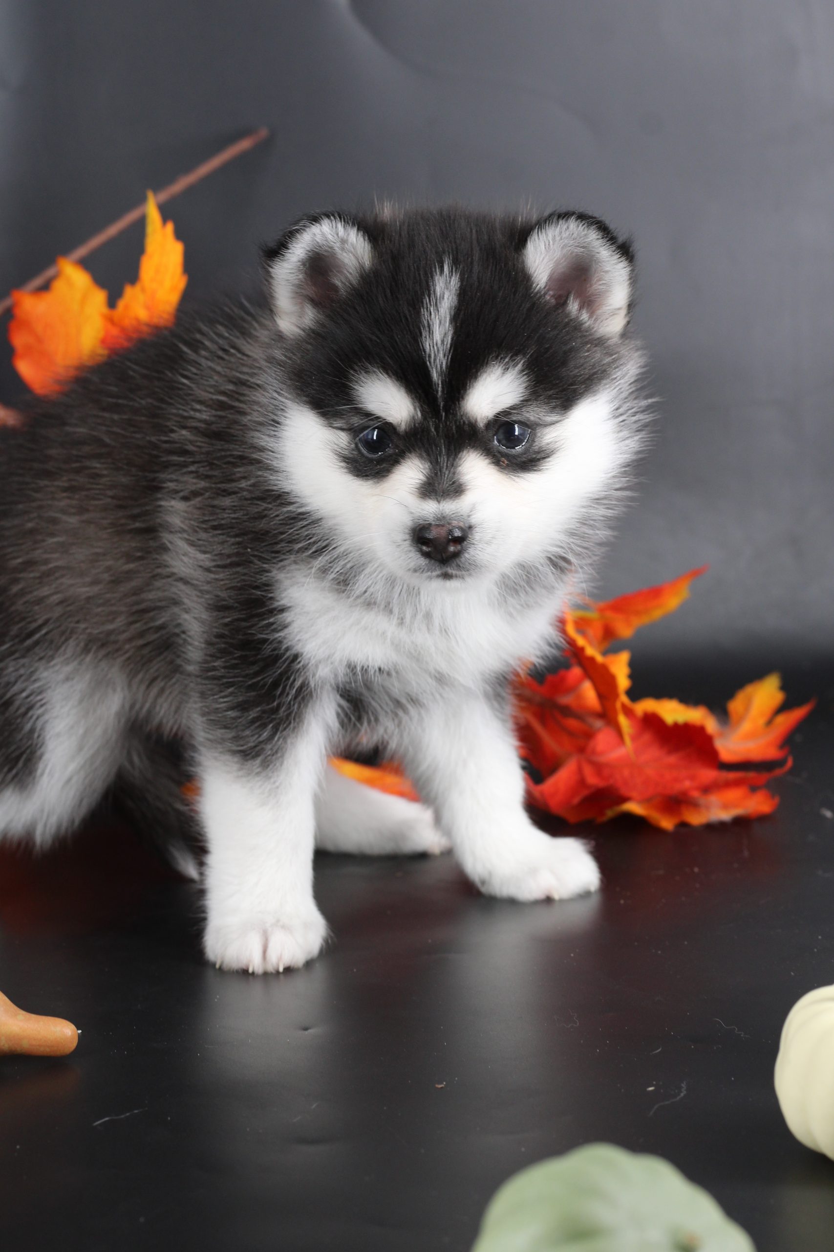 Élevage pomsky