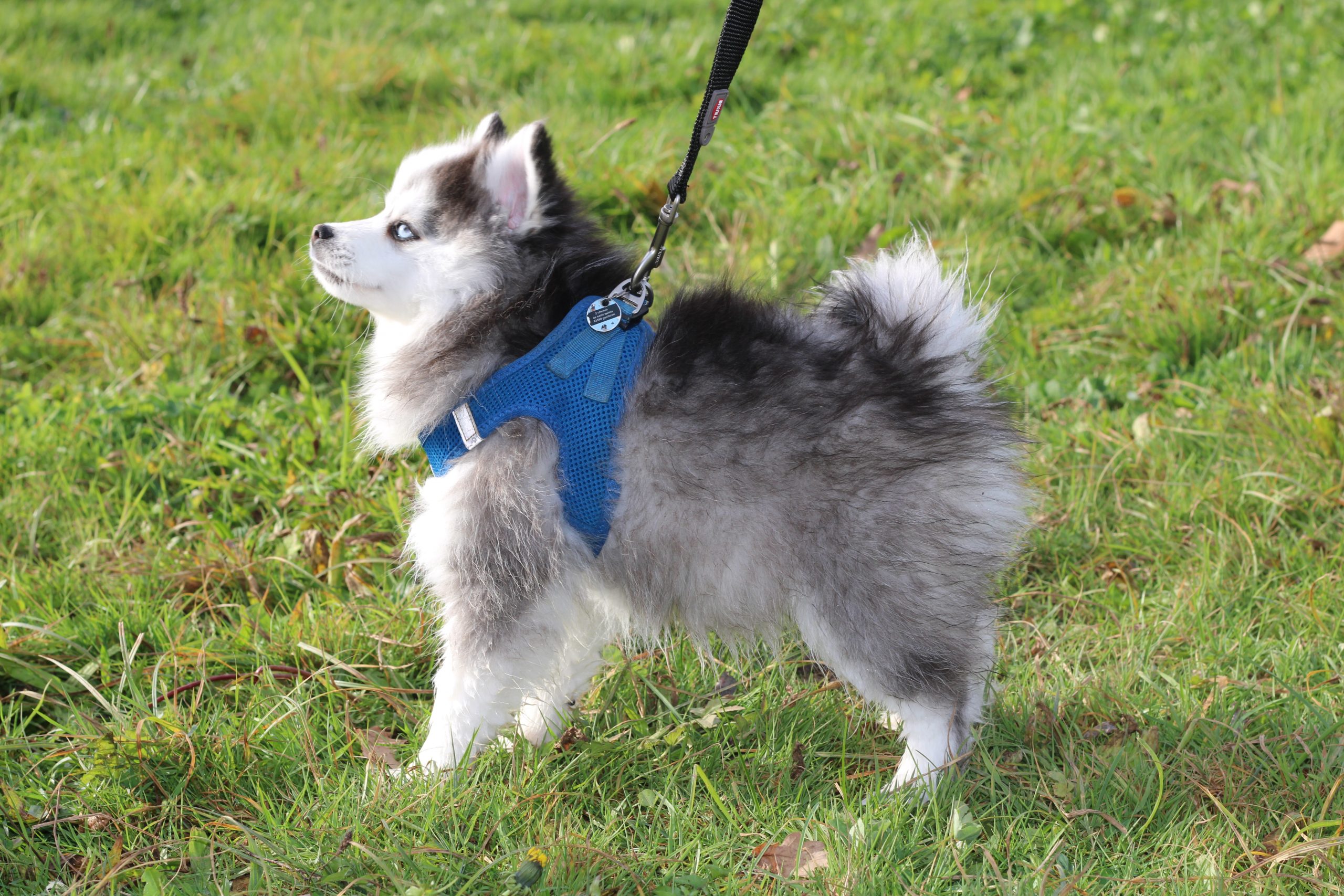 élevage Pomsky