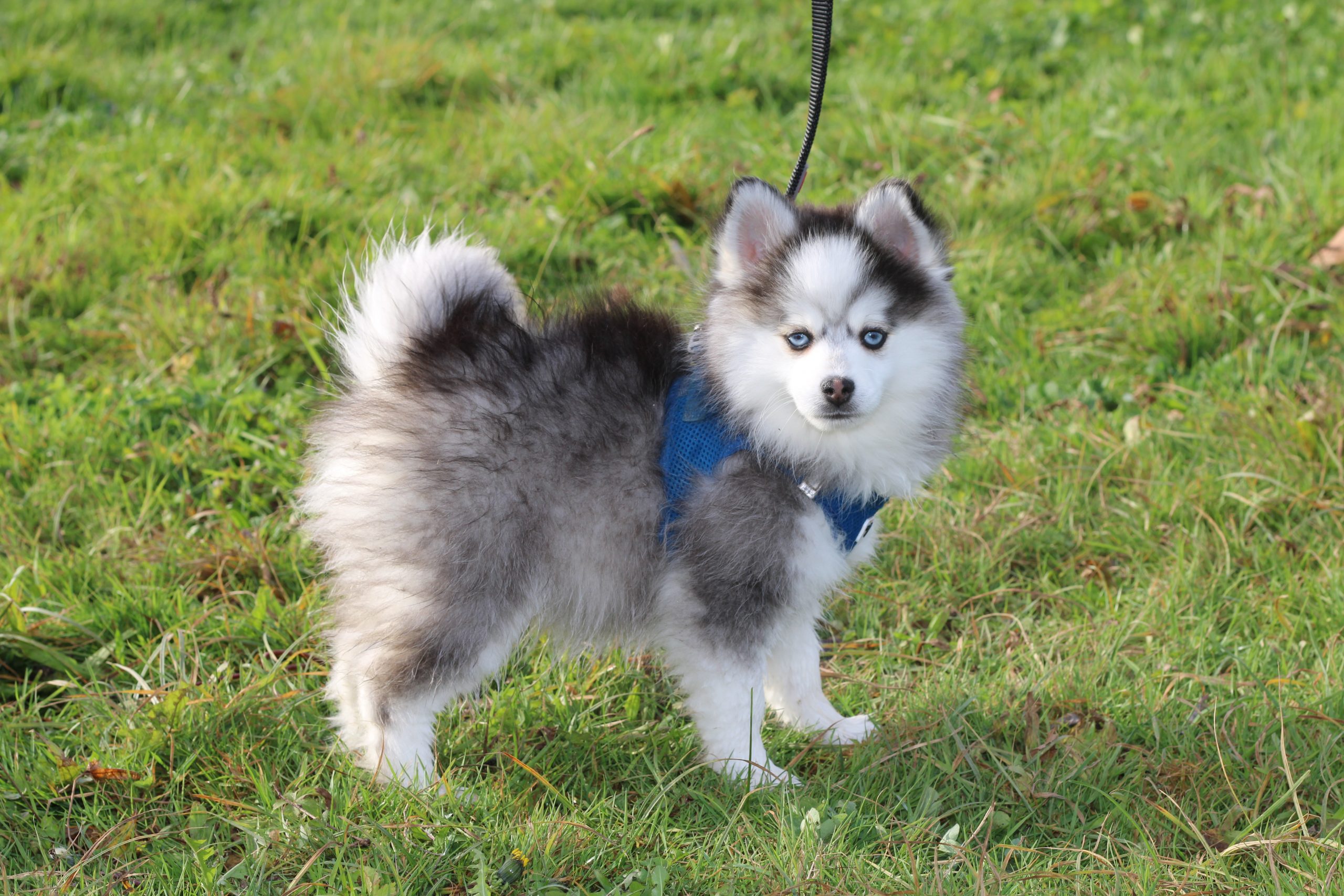 élevage Pomsky